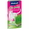 Animalerie|Stokomani Herbe à chat